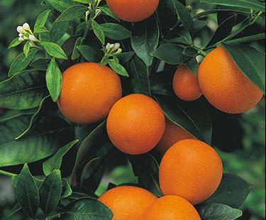 ORANGE (Sweet) pure essential oil - 12 mL